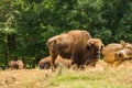 Great American Bison - Bison bison Royalty Free Stock Photo